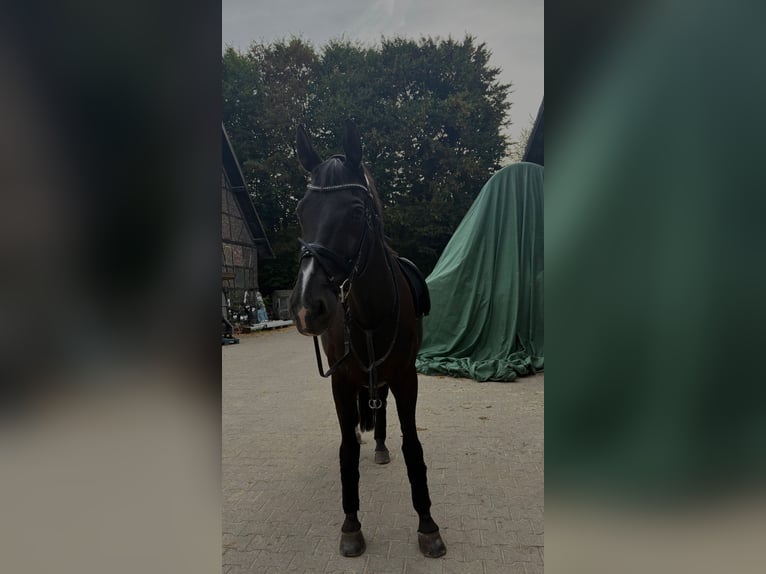 Oldenburger Wallach 19 Jahre 173 cm Rappe in Waltrop