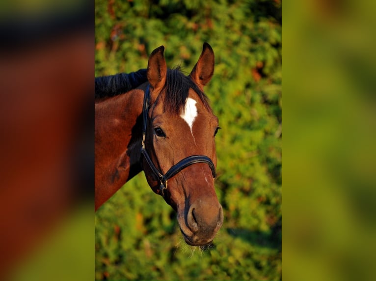 Oldenburger Wallach 19 Jahre 180 cm Brauner in Forstinning