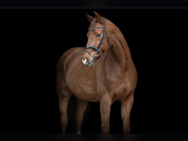 Oldenburger Wallach 19 Jahre in Lohmar