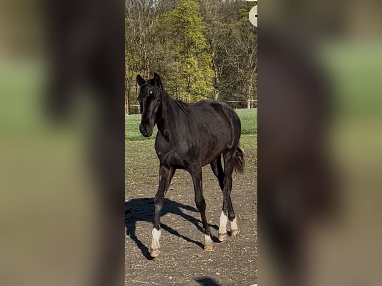 Oldenburger Wallach 1 Jahr 168 cm Rappe in Schöneck/Vogtland
