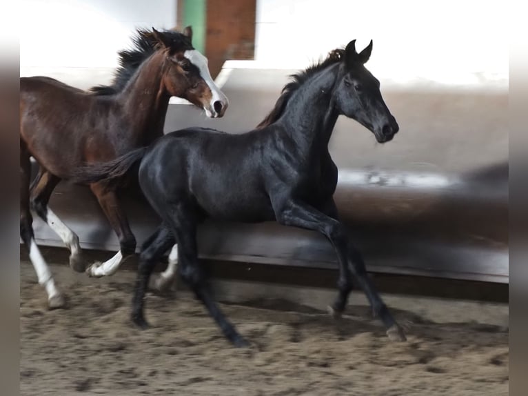 Oldenburger Wallach 1 Jahr 168 cm Rappe in Bramsche