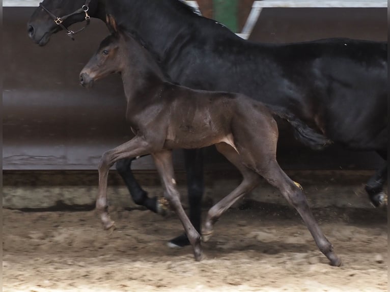 Oldenburger Wallach 1 Jahr 168 cm Rappe in Bramsche