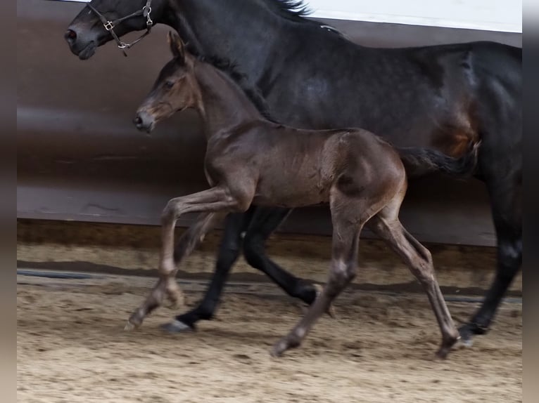 Oldenburger Wallach 1 Jahr 168 cm Rappe in Bramsche