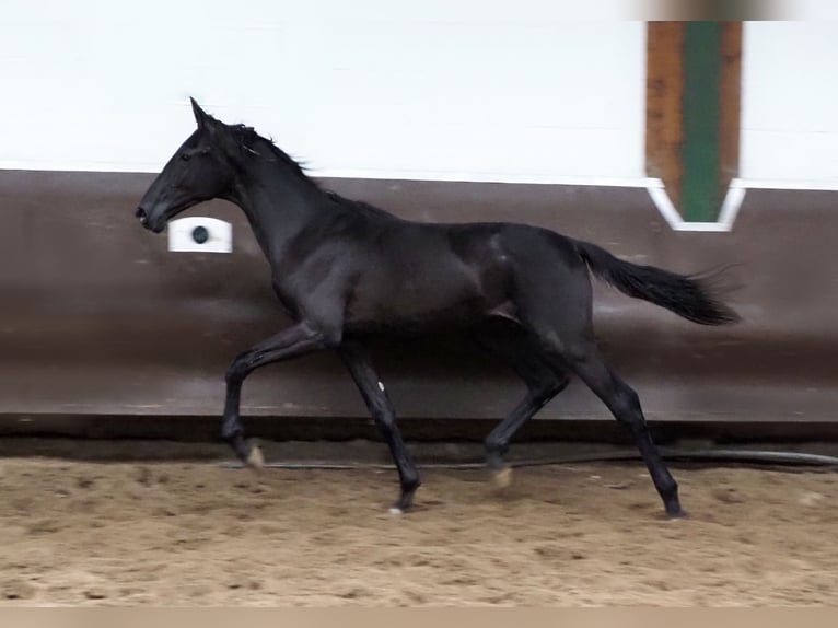 Oldenburger Wallach 1 Jahr 168 cm Rappe in Bramsche