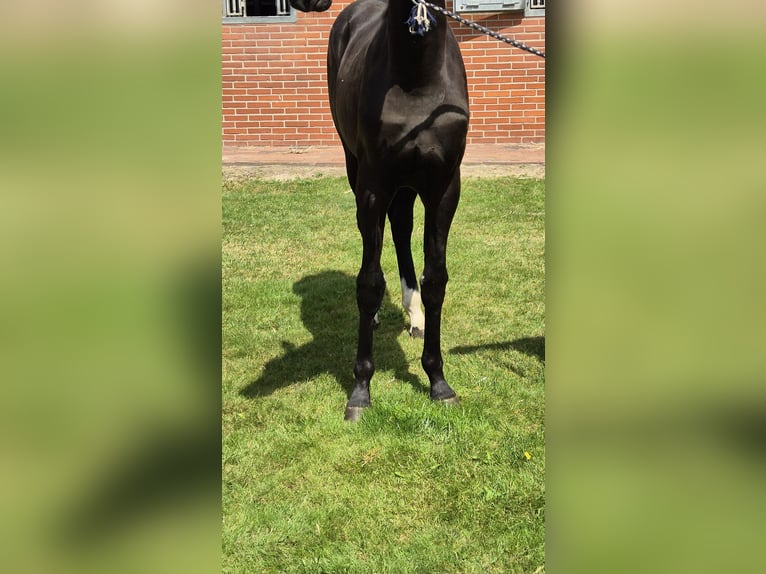 Oldenburger Wallach 1 Jahr 169 cm Rappe in Drentwede