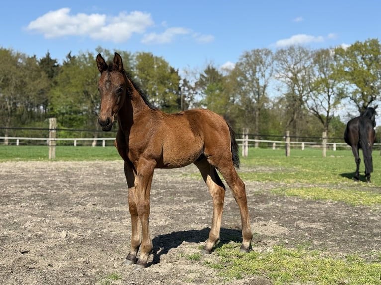 Oldenburger Wallach 1 Jahr 170 cm Brauner in Dunningen