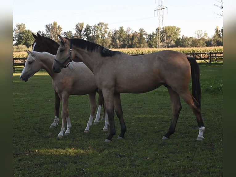 Oldenburger Wallach 1 Jahr 170 cm Buckskin in Bad F&#xFC;ssing