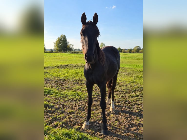 Oldenburger Wallach 1 Jahr 170 cm Rappe in Oyten