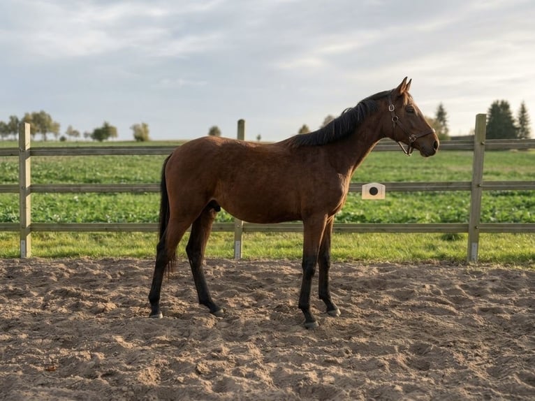 Oldenburger Wallach 1 Jahr Brauner in Naugarten