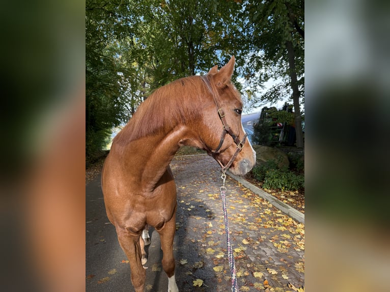 Oldenburger Wallach 20 Jahre 165 cm Fuchs in Herford