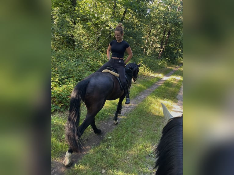 Oldenburger Wallach 20 Jahre 165 cm Schwarzbrauner in Kleve