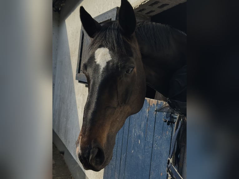 Oldenburger Wallach 20 Jahre 165 cm Schwarzbrauner in Kleve