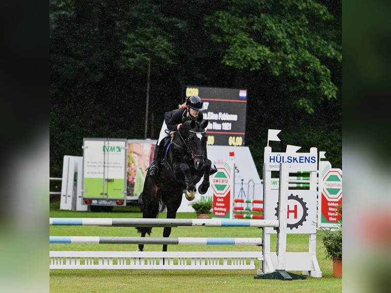 Oldenburger Wallach 20 Jahre 165 cm Schwarzbrauner in Kleve