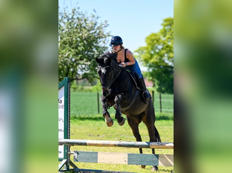 Oldenburger Wallach 20 Jahre 165 cm Schwarzbrauner in Kleve