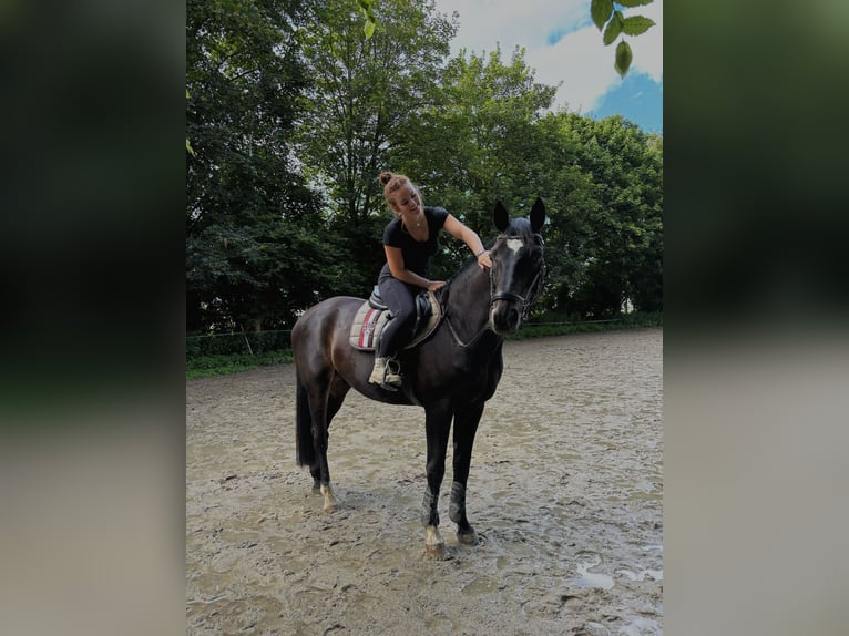Oldenburger Wallach 20 Jahre 165 cm Schwarzbrauner in Kleve