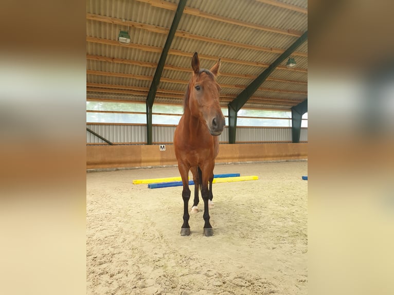 Oldenburger Wallach 20 Jahre 169 cm Brauner in Groß Ippener