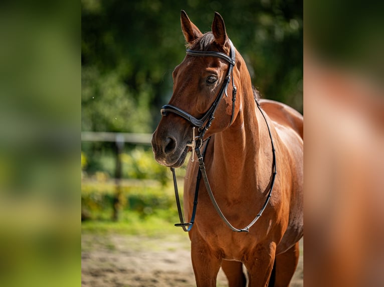 Oldenburger Wallach 20 Jahre 169 cm Brauner in Groß Ippener