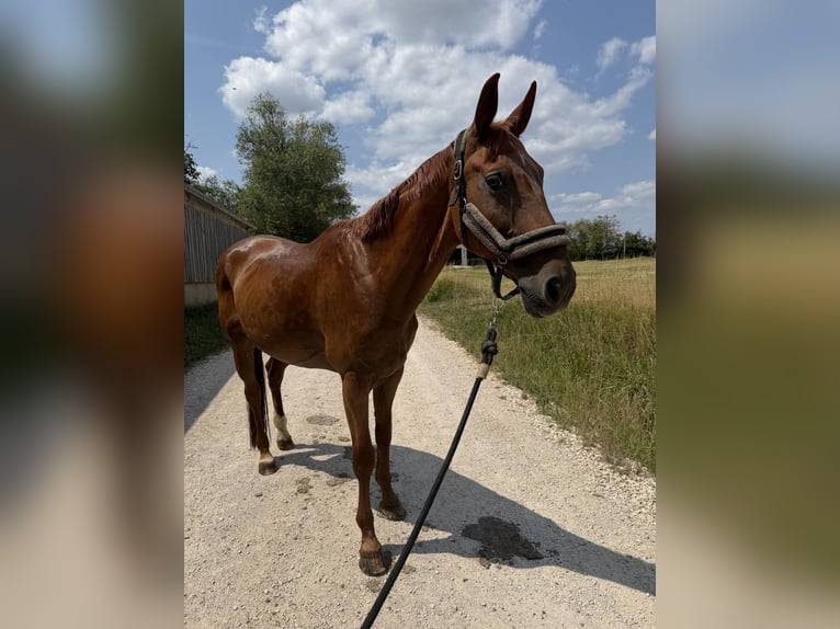 Oldenburger Mix Wallach 20 Jahre 170 cm Fuchs in Treuchtlingen