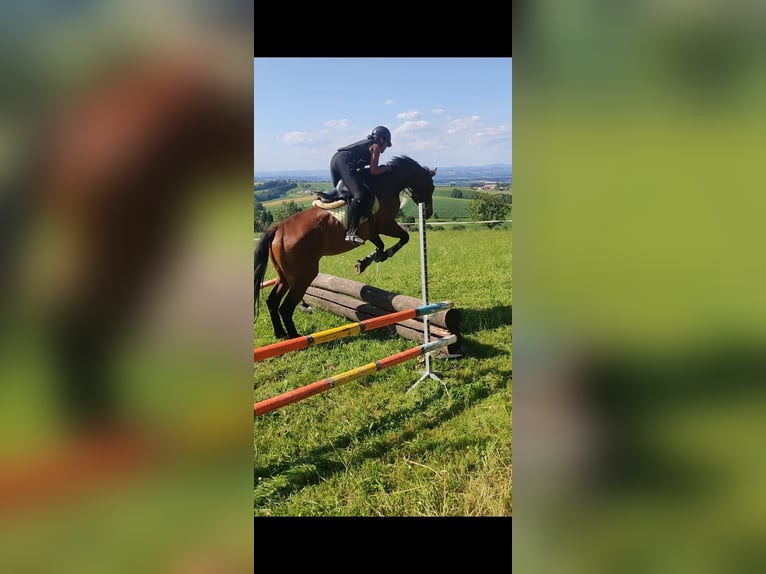 Oldenburger Wallach 20 Jahre 172 cm Brauner in Neuhofen an der Ybbs, Oberleiten 1