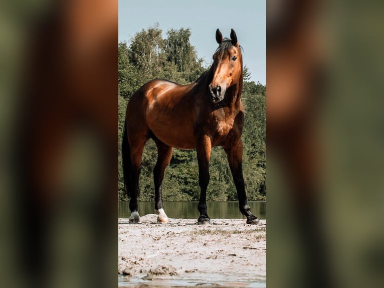 Oldenburger Wallach 20 Jahre 178 cm Brauner in Rosendahl
