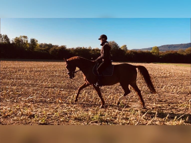 Oldenburger Wallach 21 Jahre 160 cm Fuchs in Warburg
