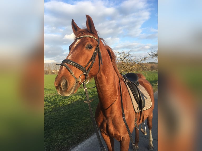 Oldenburger Wallach 21 Jahre 160 cm Fuchs in Warburg