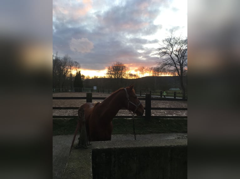 Oldenburger Wallach 21 Jahre 160 cm Fuchs in Warburg