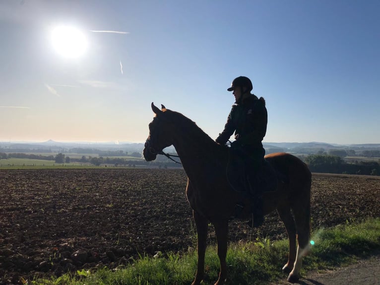 Oldenburger Wallach 21 Jahre 160 cm Fuchs in Warburg