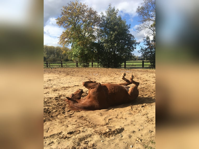 Oldenburger Wallach 21 Jahre 160 cm Fuchs in Warburg