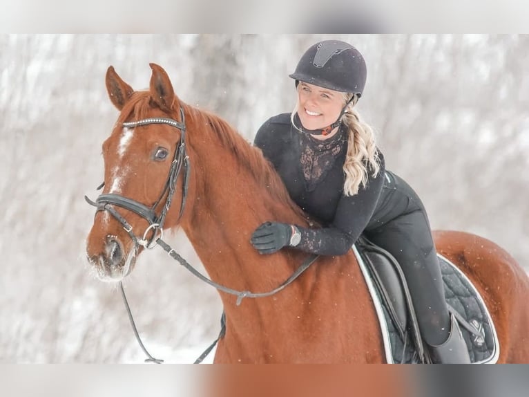 Oldenburger Wallach 21 Jahre 160 cm Fuchs in Warburg