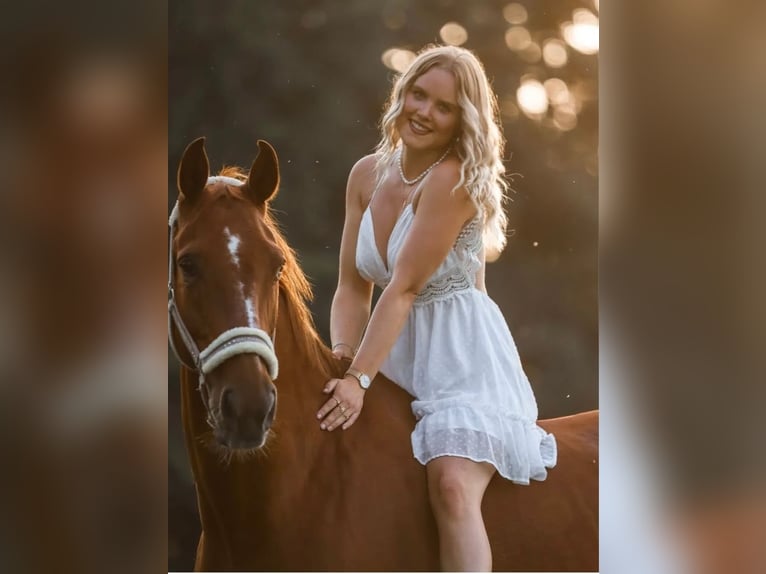 Oldenburger Wallach 21 Jahre 160 cm Fuchs in Warburg