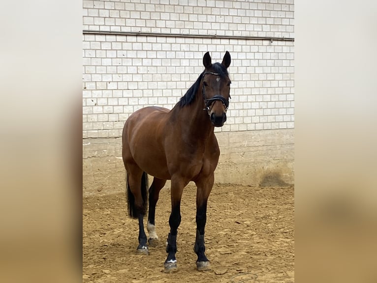 Oldenburger Wallach 21 Jahre 174 cm Brauner in Bergisch Gladbach
