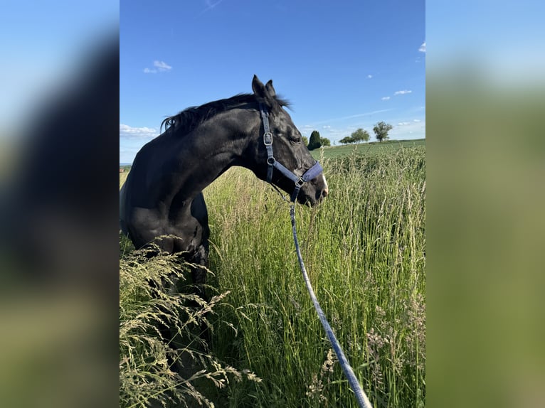 Oldenburger Wallach 21 Jahre 175 cm Rappe in Maintal