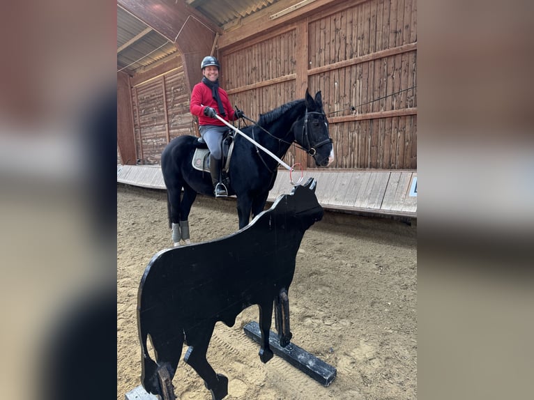 Oldenburger Wallach 21 Jahre 175 cm Rappe in Maintal