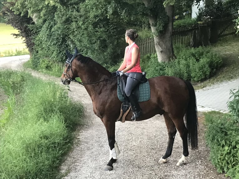 Oldenburger Wallach 22 Jahre 175 cm Brauner in Rottenburg an der Laaber