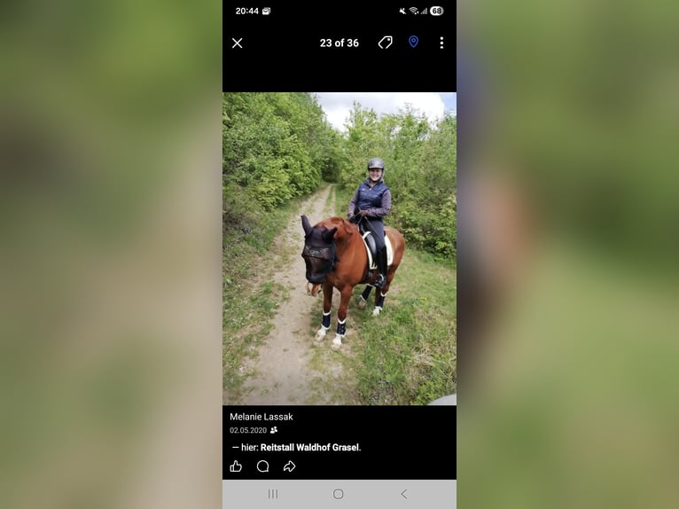 Oldenburger Wallach 23 Jahre 161 cm Fuchs in Neuhaus