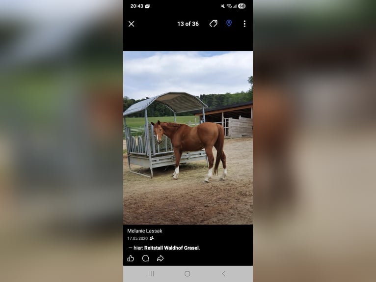 Oldenburger Wallach 23 Jahre 161 cm Fuchs in Neuhaus