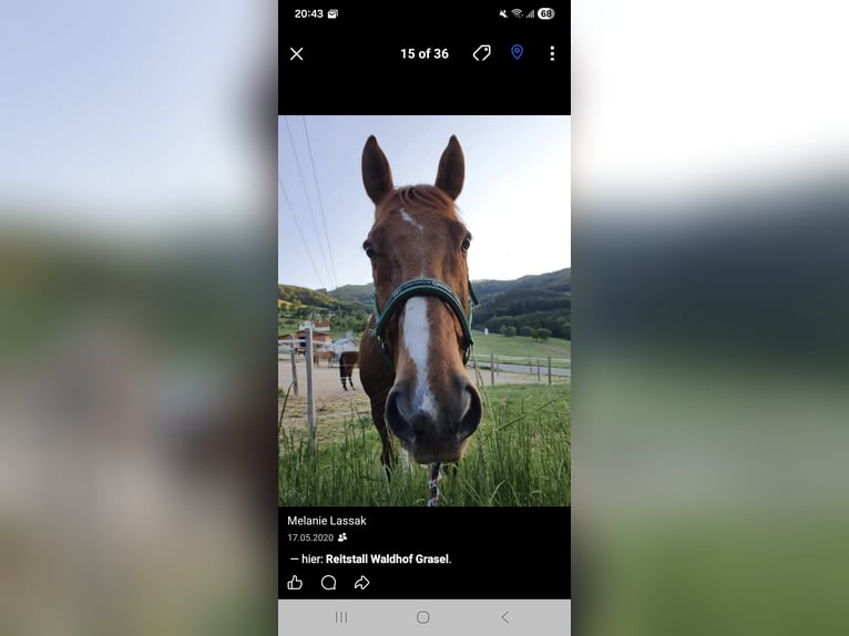 Oldenburger Wallach 23 Jahre 161 cm Fuchs in Neuhaus