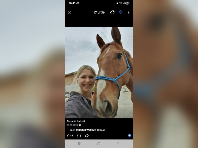 Oldenburger Wallach 23 Jahre 161 cm Fuchs in Neuhaus