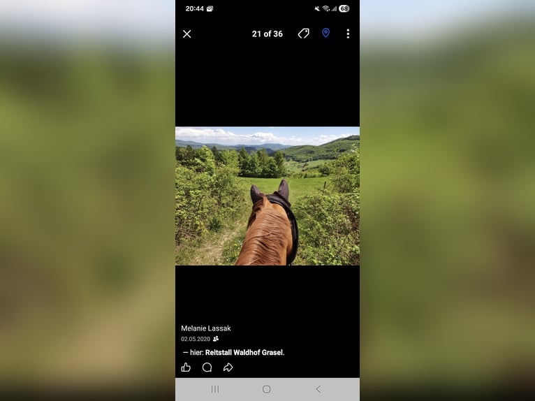 Oldenburger Wallach 23 Jahre 161 cm Fuchs in Neuhaus