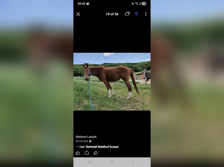 Oldenburger Wallach 23 Jahre 161 cm Fuchs in Neuhaus