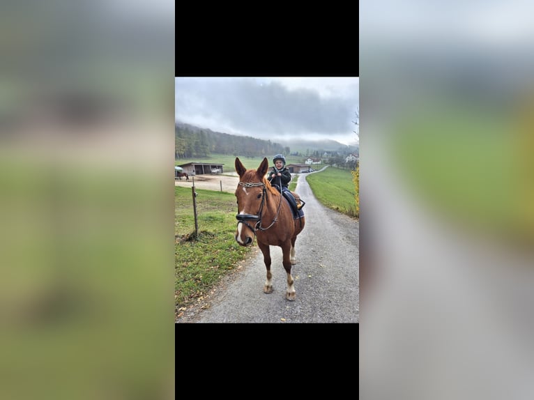 Oldenburger Wallach 23 Jahre 161 cm Fuchs in Neuhaus