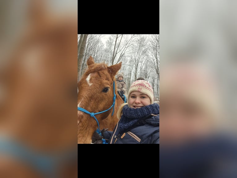 Oldenburger Wallach 23 Jahre 161 cm Fuchs in Neuhaus