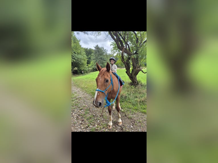 Oldenburger Wallach 23 Jahre 161 cm Fuchs in Neuhaus