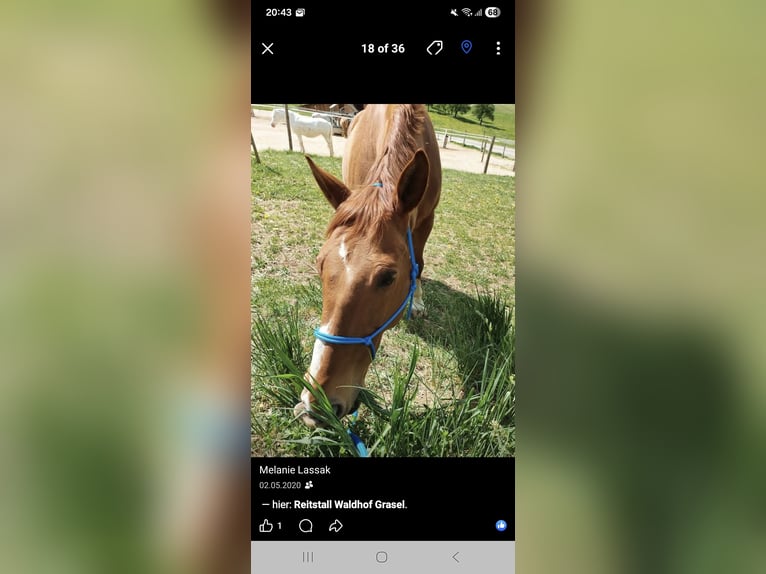 Oldenburger Wallach 23 Jahre 161 cm Fuchs in Neuhaus