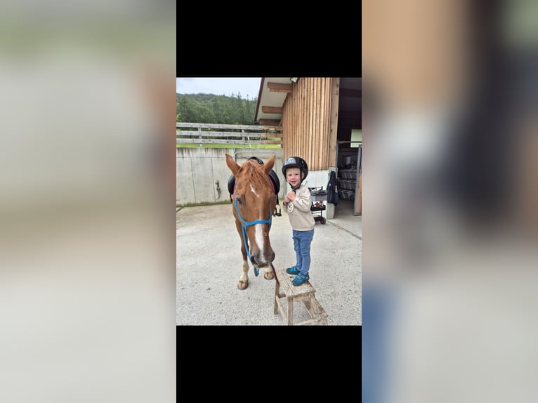 Oldenburger Wallach 23 Jahre 161 cm Fuchs in Neuhaus