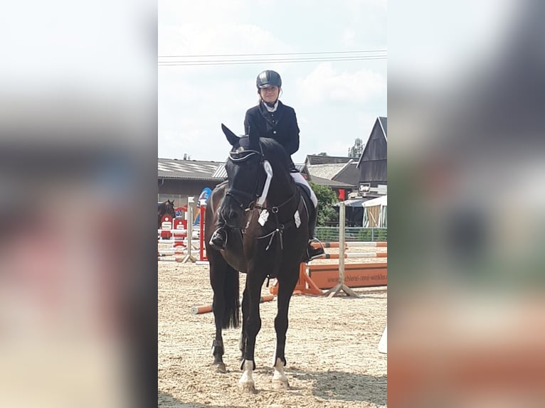 Oldenburger Wallach 23 Jahre 172 cm Rappe in K&#xFC;hren-Burkartshain