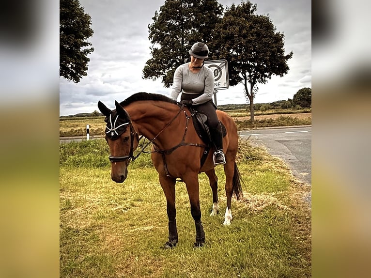 Oldenburger Wallach 23 Jahre Brauner in Melle