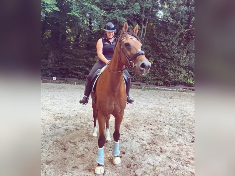 Oldenburger Wallach 23 Jahre Brauner in Melle