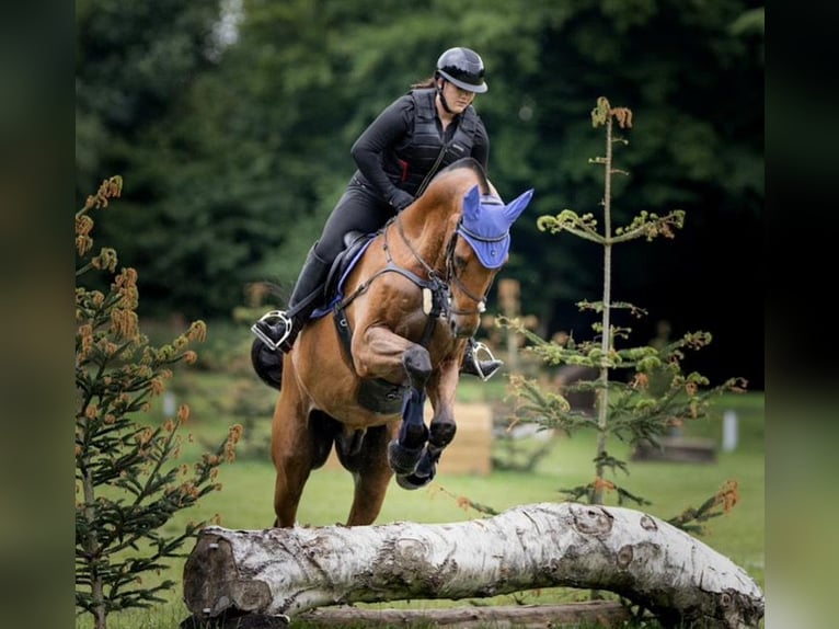 Oldenburger Wallach 23 Jahre Brauner in Melle